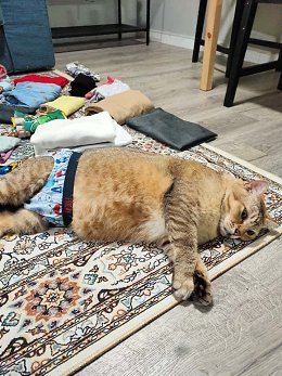 �����������