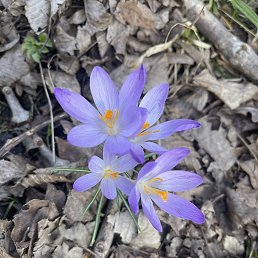 ���� Elena, ������, 56 ��� - ��������� 9 ����� 2026