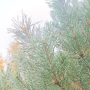 ���� �������, ������, 58 ��� - ��������� 7 ������� 2025 � ������ ���� ���� - �� �������