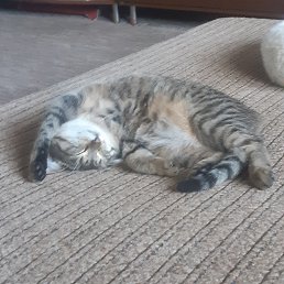 ���� ����, ������, 42 ���� - ��������� 11 ������� 2024