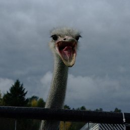 �������, �����-���������, 61 ���