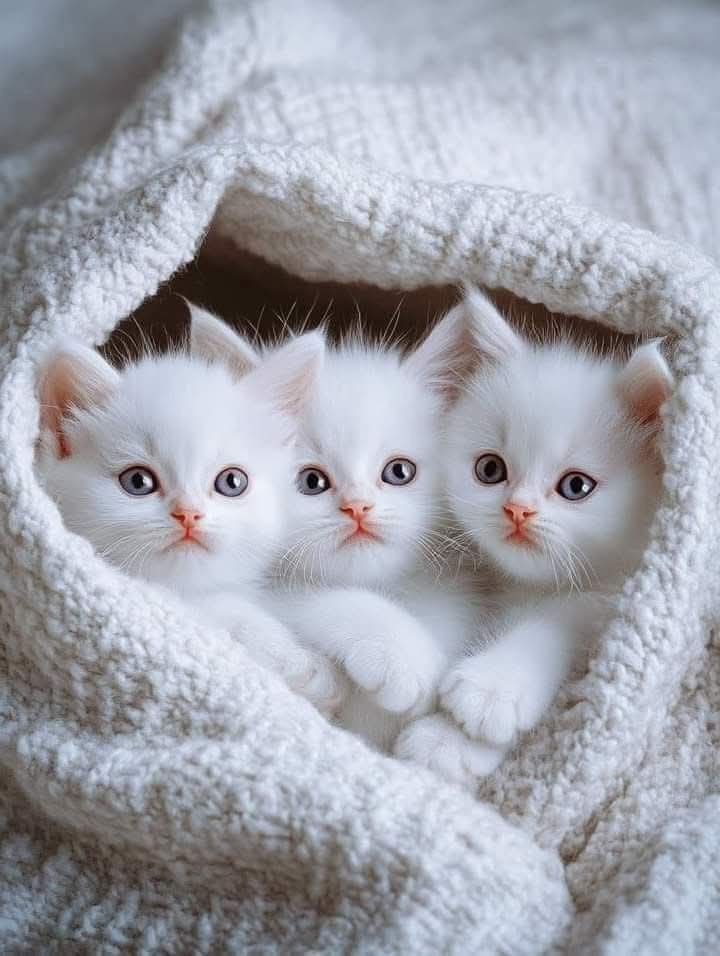 :) .  !  !