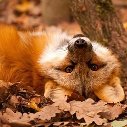 ����, ����������, 53 ����