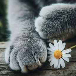 ���� ��������, ������, 49 ��� - ��������� 12 ������ 2026