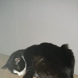 �������, ��������, 46 ���