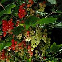  , -, 67  -  24  2023    