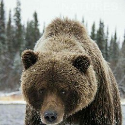 �������, ������-���, 39 ���