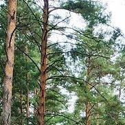 �����, 31 ���, ����