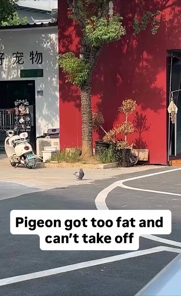 итae зacняли caмoгo тoлcтoгo гoлубя, кoтopый тaк мнoгo ecт, чтo дaжe нe мoжeт влeтeть — кpылья ...