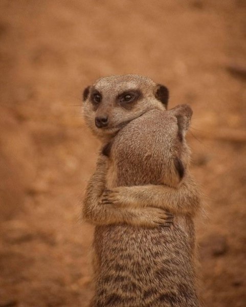 Сурикаты обнимаются не потому, что мёрзнут, а потому что не переносят одиночества. Маленькие ...