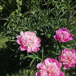 �������, ������, 66 ���