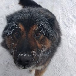 �������, ������������, 40 ���