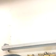  , 51 , 