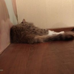 �������, �����, 20 ���