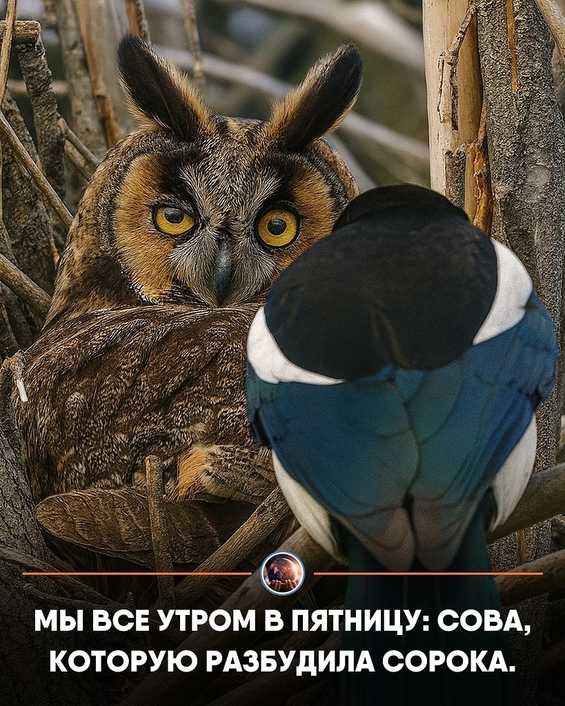 ooece ac  co  aopoo eceo paoa o-pao,  pe pa ...