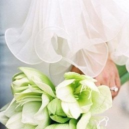 ����, �����-���������