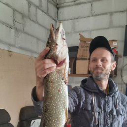 ������, 41 ���, ����