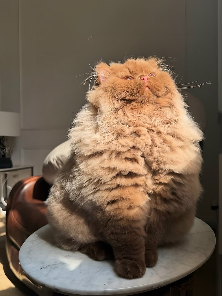 Это не котик, а медвежонок - 7