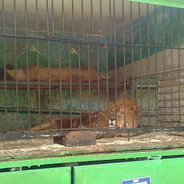 ������, �����������