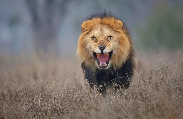 � 2012 ���� �������� ���� ���� ������ ��� ������ ���� �� ��������� ��������� �� ��� �����. ������� ... - 2