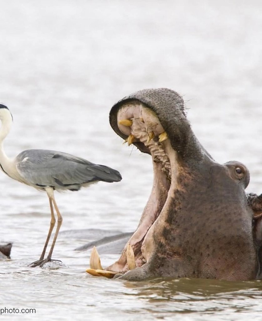 :)   Comedy Wildlife Photography Awards      - 8