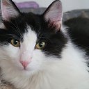  Nadegda, , 74  -  16  2025    