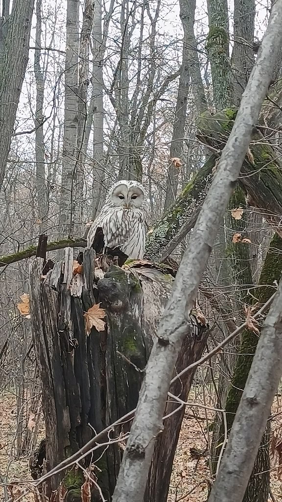 Погасли яркие осенние краски ... Лес готовится к зиме...