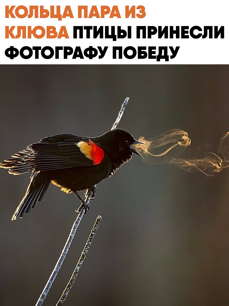� 2019 ���� �������� ������ ������� ������� �������� ���� � ����� ������-������ � �����������, ...