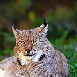 ������, ������, 37 ���