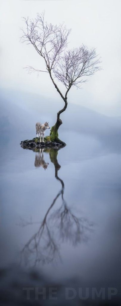  . Dog Photography Awards 2024  ,     ... - 7