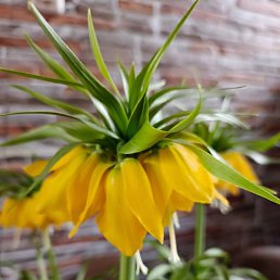 �������, �����-���������, 65 ���