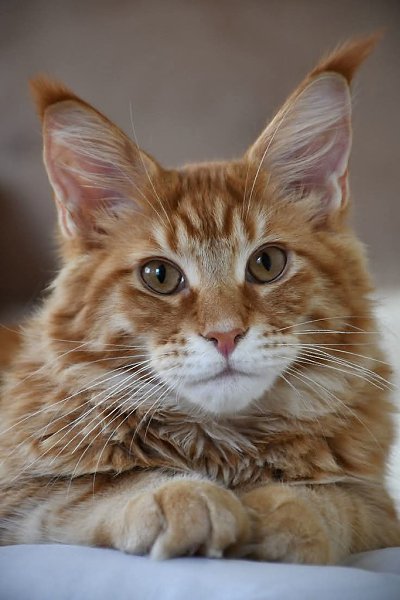 :) ...Жить с кошкой под одной крышей -.значит постигать счастье свободы.Разорители помоек, ...