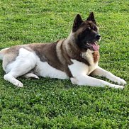 ����, 62 ����, ������