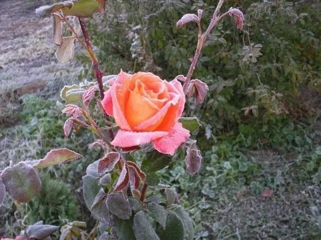    ,  ,  ,  ,    ,  ...