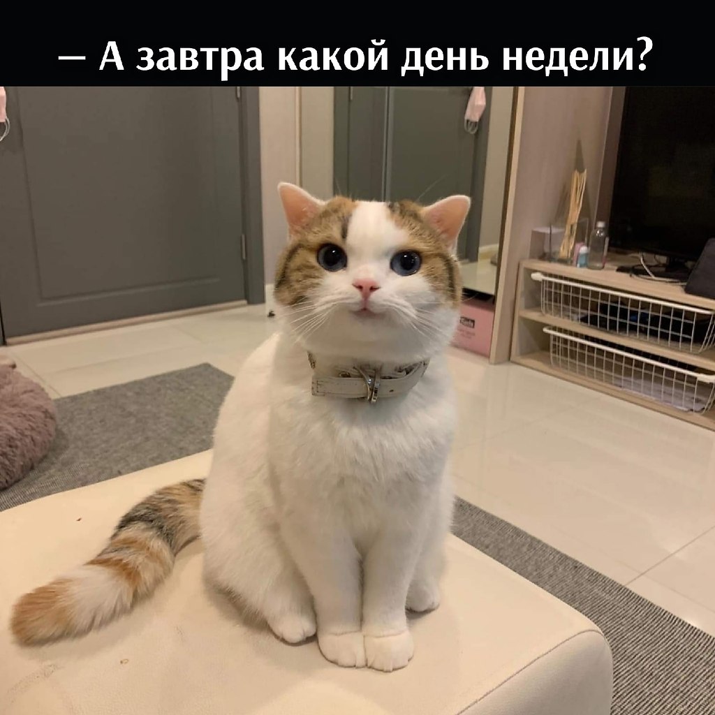 Без кота и жизнь не та - 28 октября 2025 в 12:40 - 3