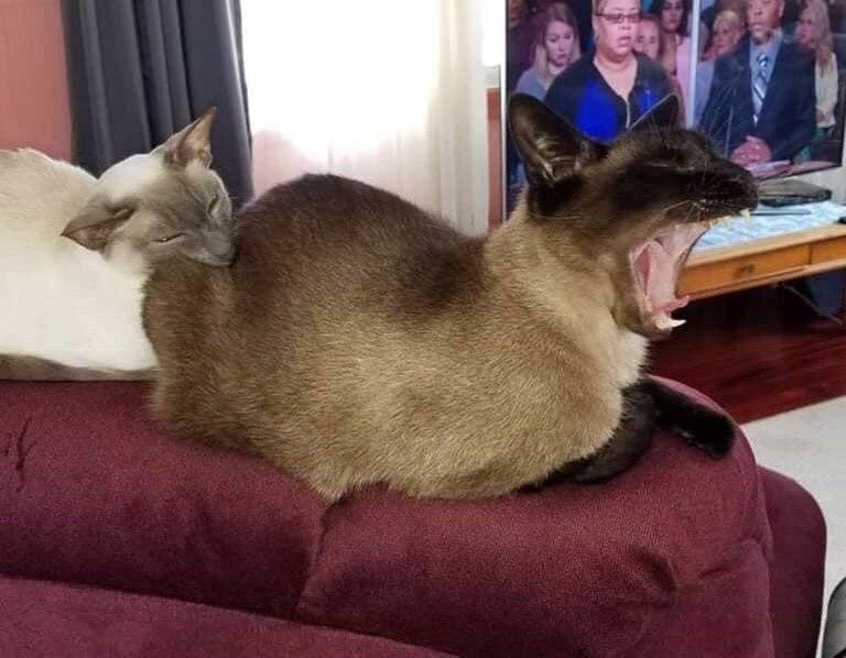  ,    ))) - 2