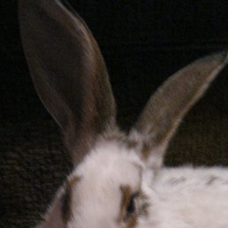 �������, ������, 53 ����