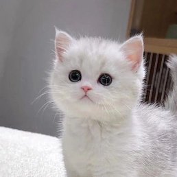 ����, ������������, 37 ���