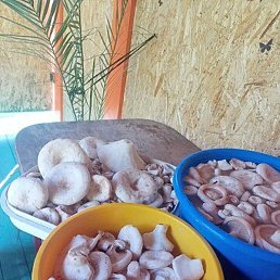 ������, ������, 48 ���