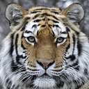  ,  , 41  -  21  2025    