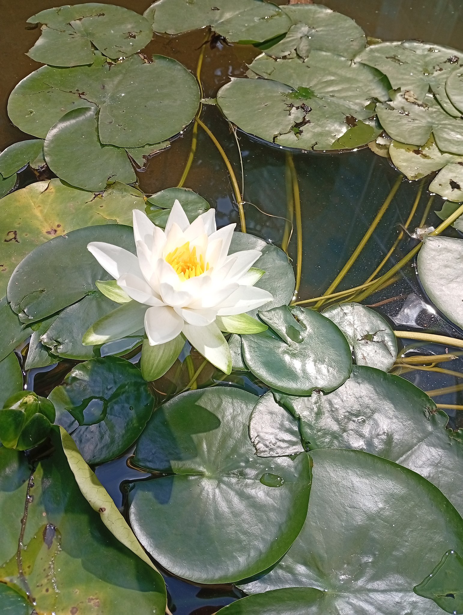 Diva - 30  2025  18:48