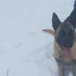 ������, �������, 37 ���