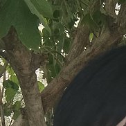 , 42 , 