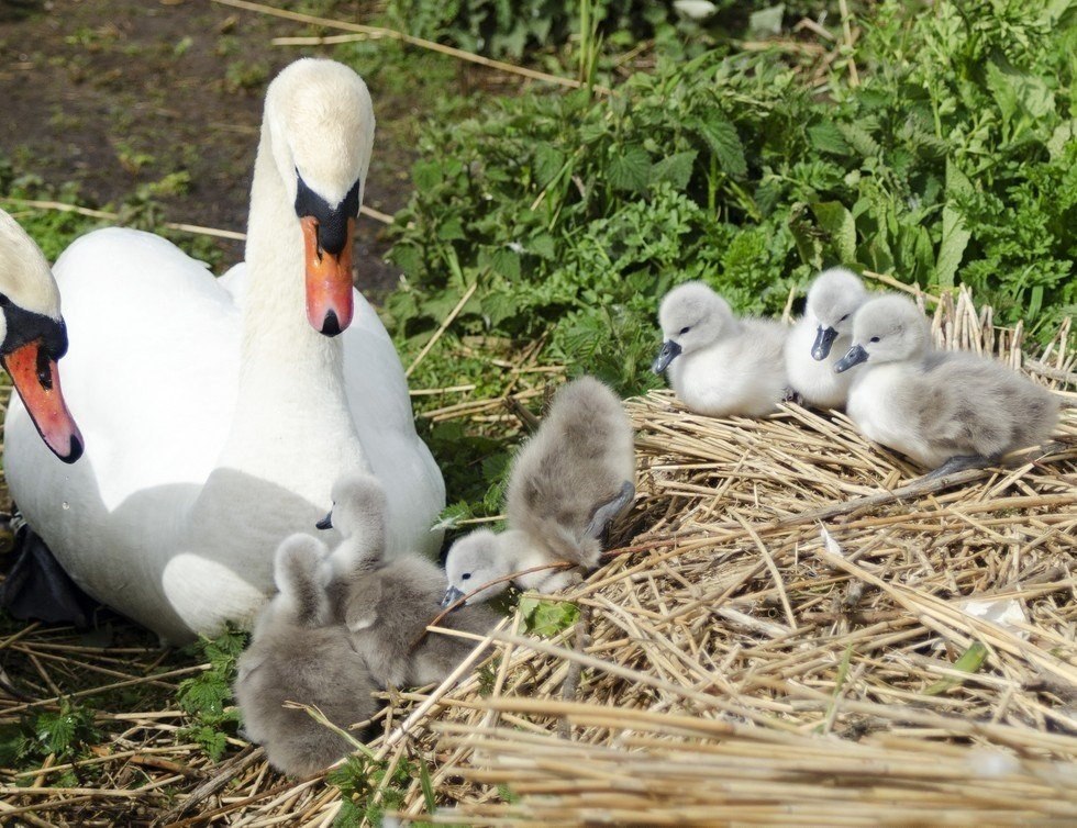     .   (Abbotsbury Swannery)   ... - 4