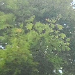 �����, ����, 51 ���