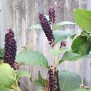  ,  -  3  2025   Beregszasz_2024