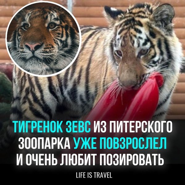 Сотрудники Питерского зоопарка сделали фотографии тигренка Зевса, которые были опубликованы в ...