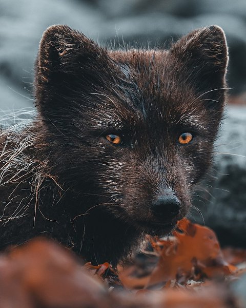  . ,    ,       ... - 2