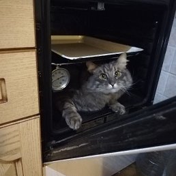 ������, ������, 60 ���