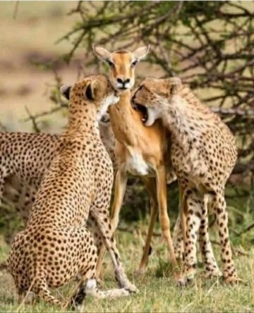 Материнская любовь превыше боязни собственной смети!!! The photographer who captured this photo ...